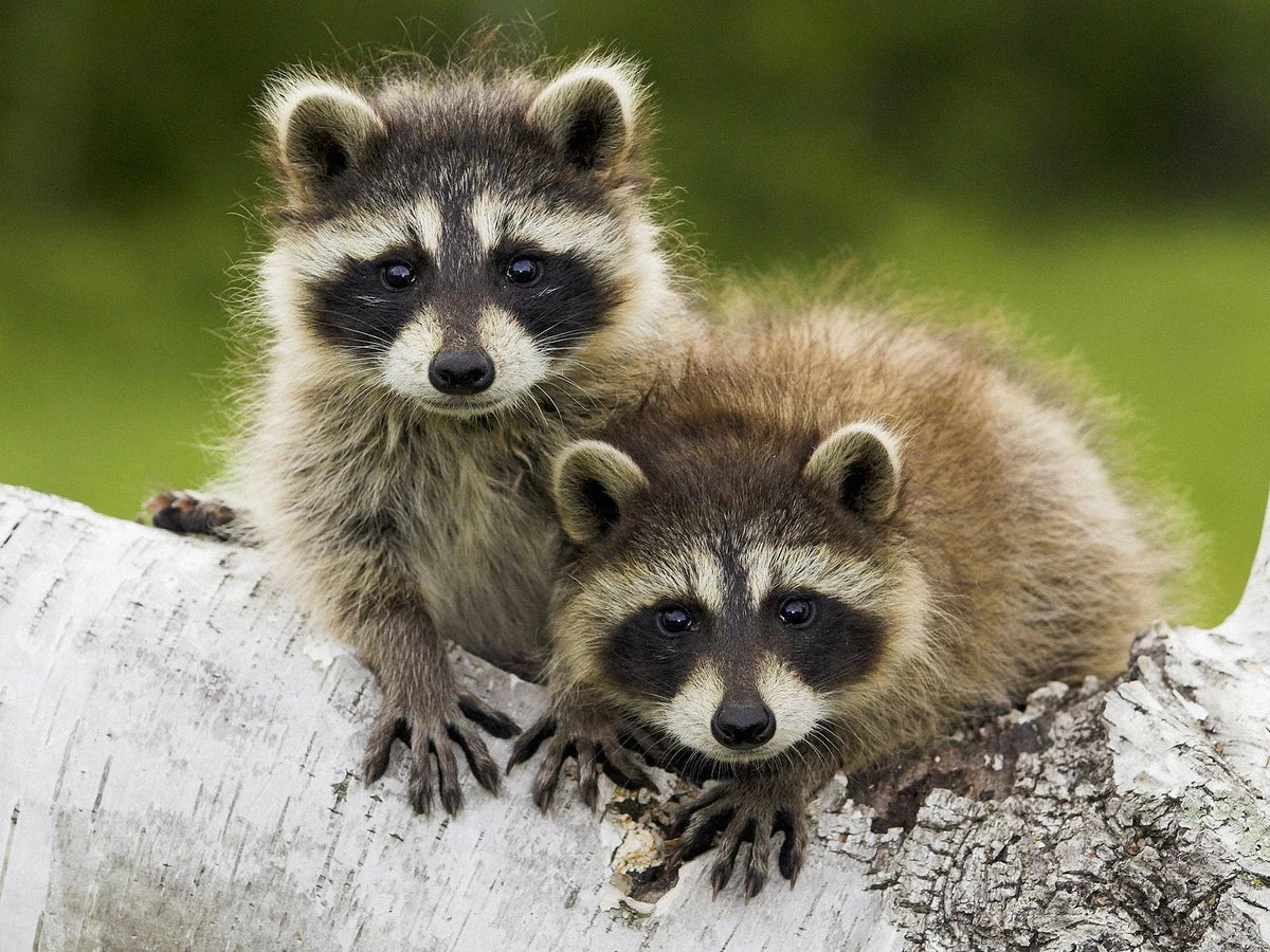 Raccoon Canvas Wall Art – Cute Wildlife Animal Aesthetic Poster