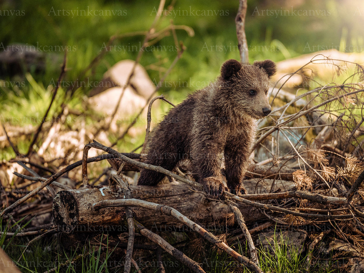 Adorable bear cub surrounded by branches canvas wall art