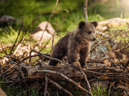 Adorable bear cub surrounded by branches canvas wall art