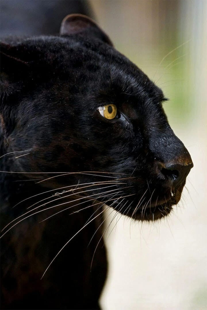 Black Panther wildlife canvas wall art
