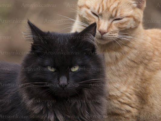 Black and brown cats canvas wall art with elegant feline detail