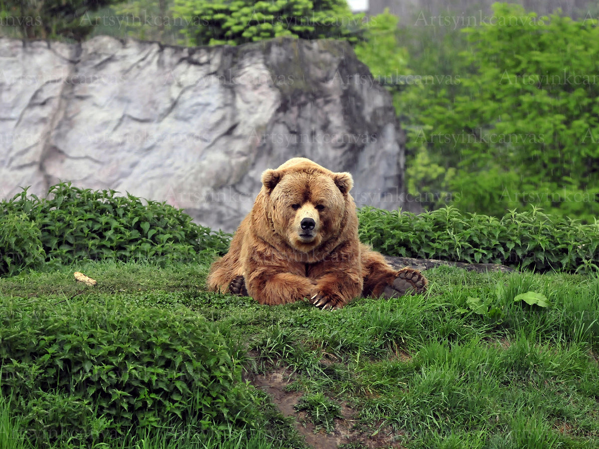 Brown Bear Canvas Wall Art