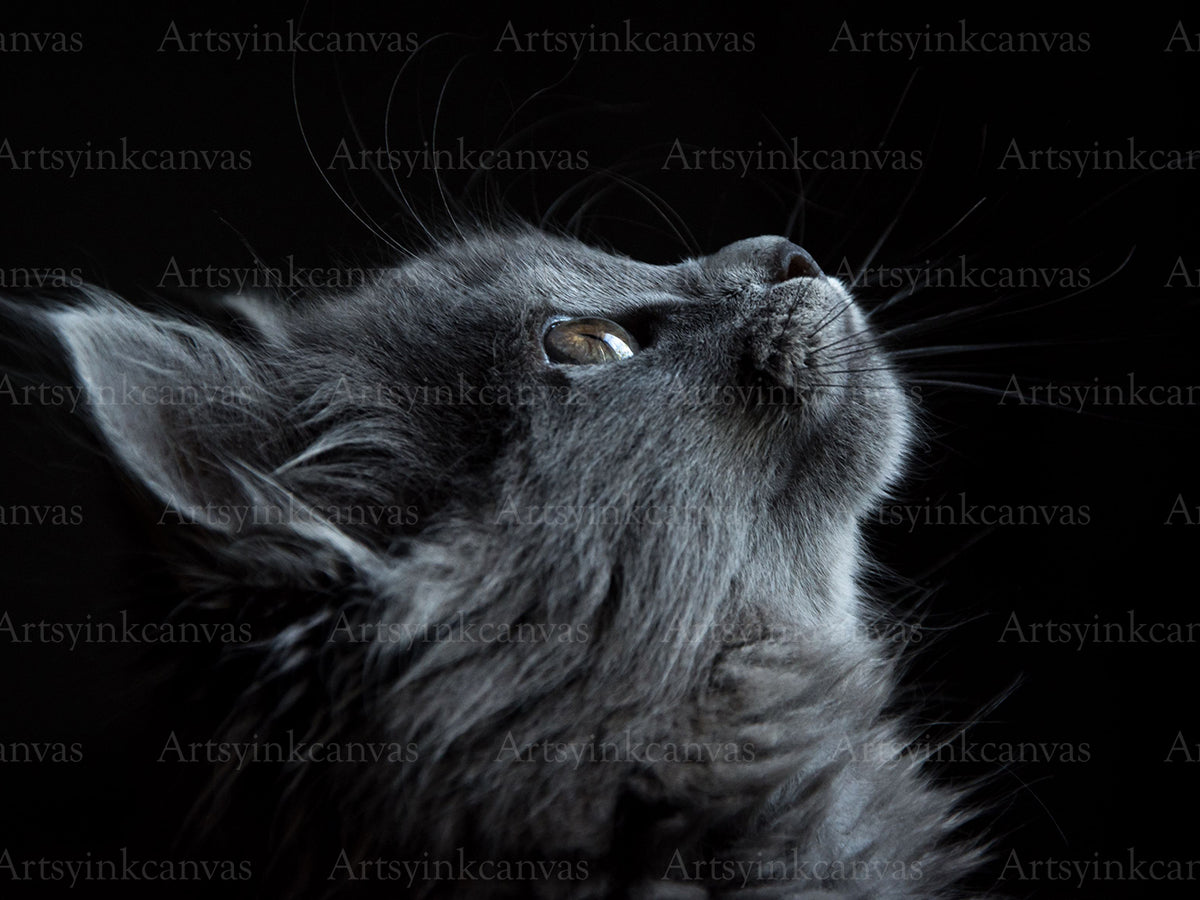 Cat canvas wall art