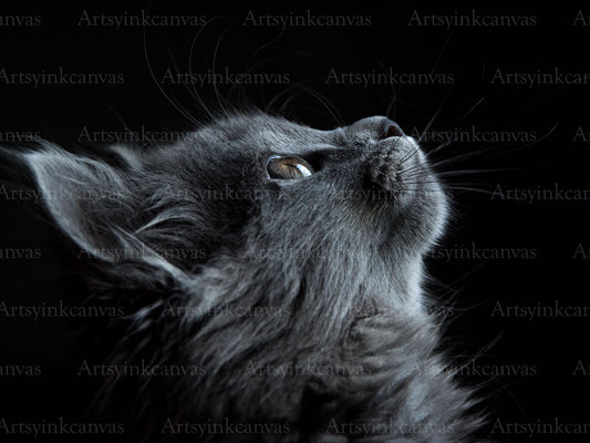 Cat canvas wall art