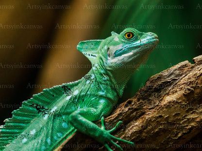 Colorful Lizard Canvas Wall Art