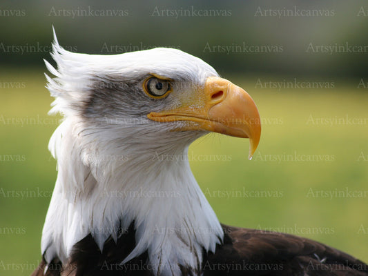 Eagle canvas wall art