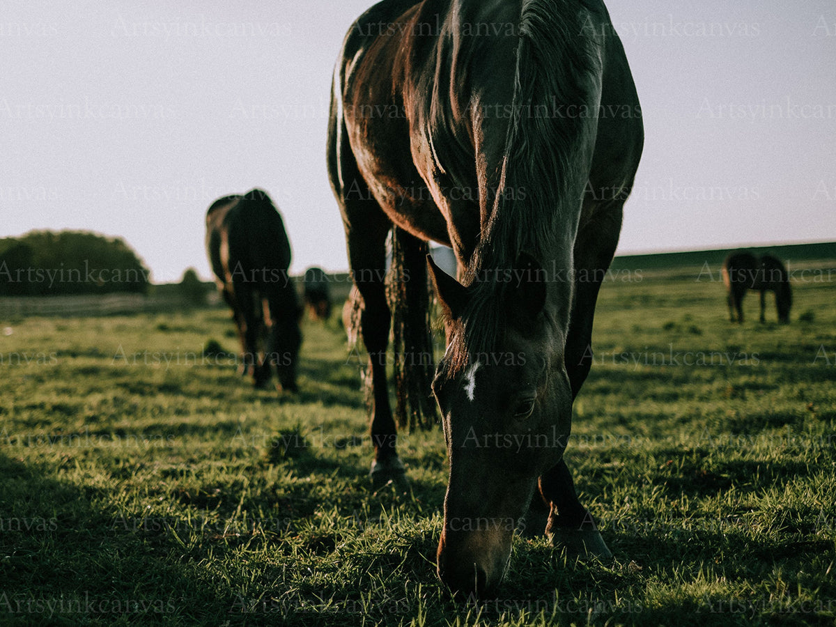 Horse walking through green grass canvas wall art