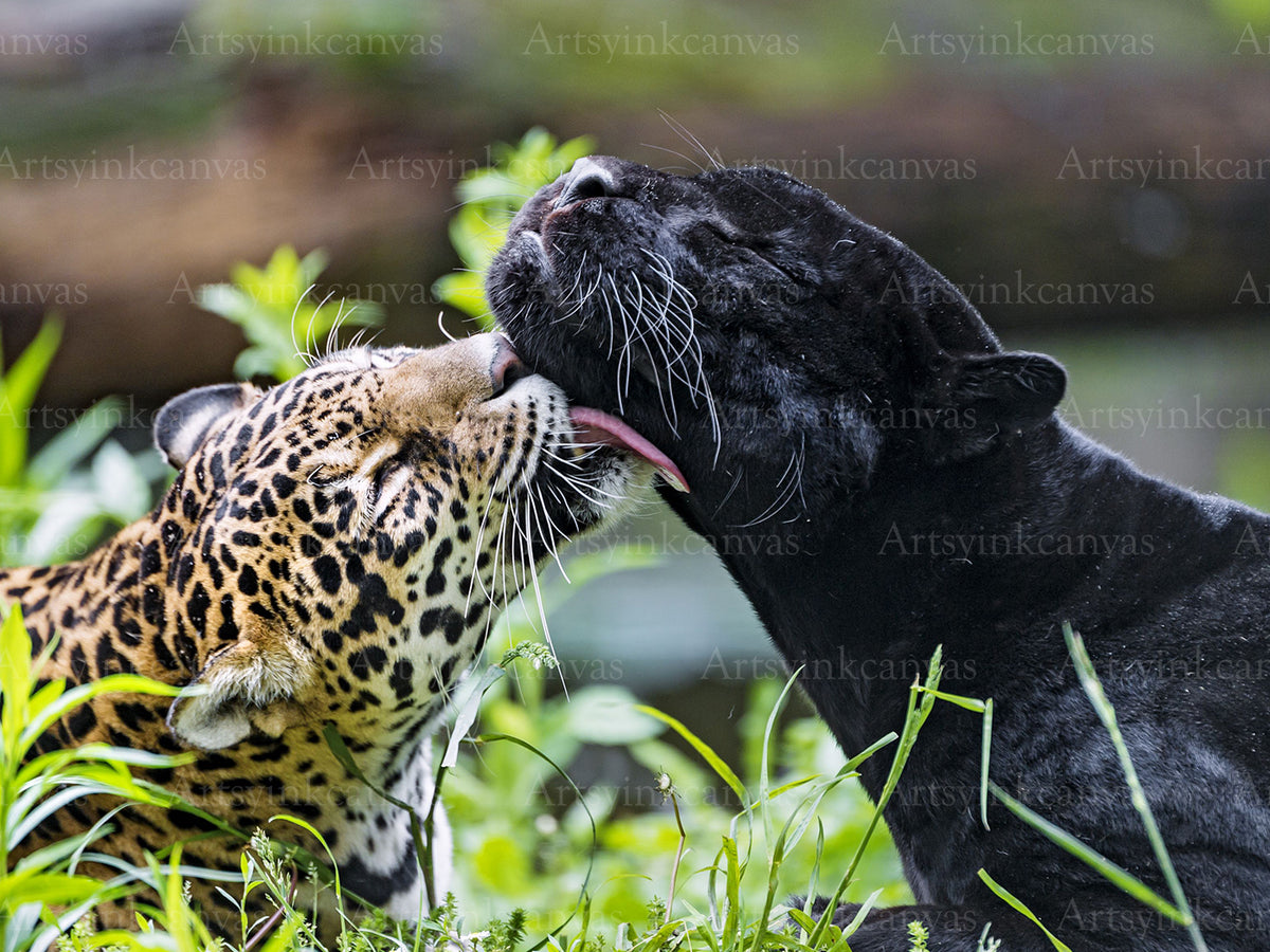 Leopard panther licking its nose wildlife canvas wall art