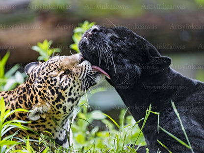 Leopard panther licking its nose wildlife canvas wall art