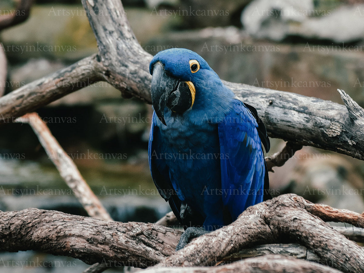 Parrot Blue Canvas Wall Art