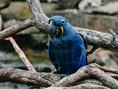 Parrot Blue Canvas Wall Art