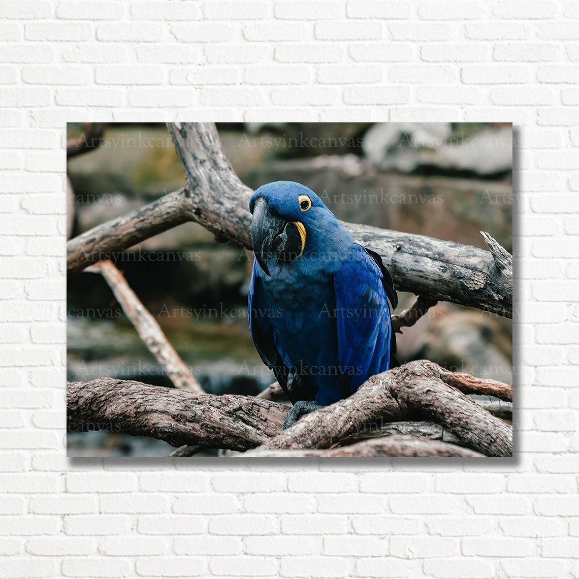 Vibrant blue parrot wildlife canvas print