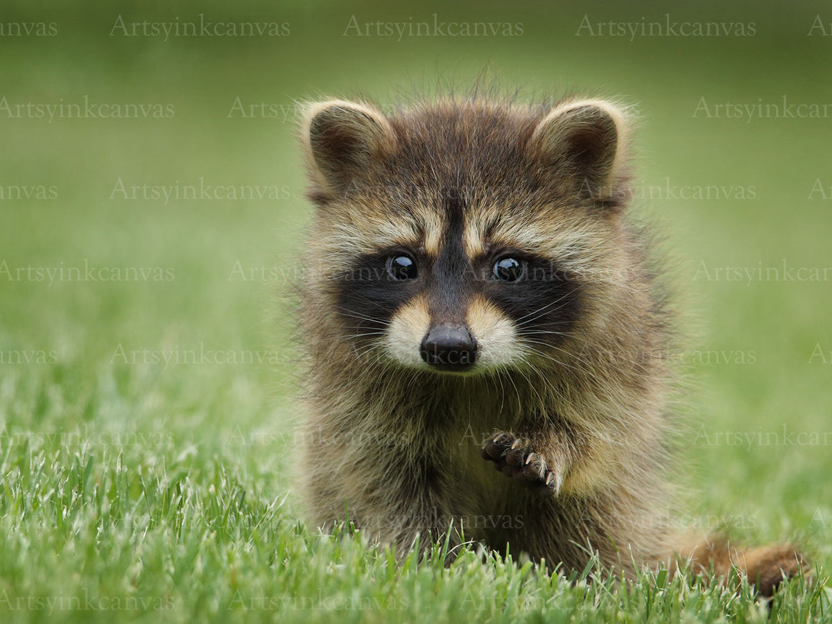 Raccoon Grass Canvas Wall Art