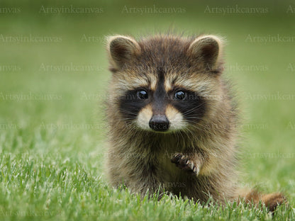 Raccoon Grass Canvas Wall Art