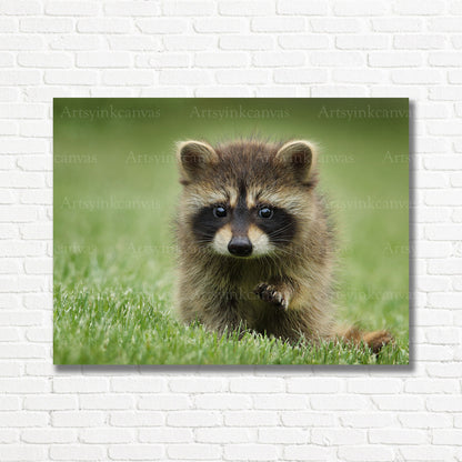 Curious raccoon in grass wildlife canvas print