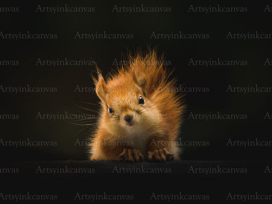 Squirrel fluffy canvas wall art
